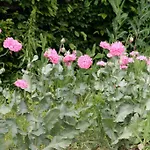Manoir De La Manantie - Teritoria Bed & Breakfast Lezoux
