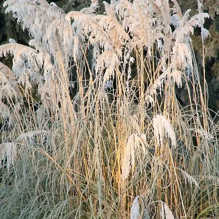 Manoir De La Manantie - Teritoria Bed & Breakfast Lezoux