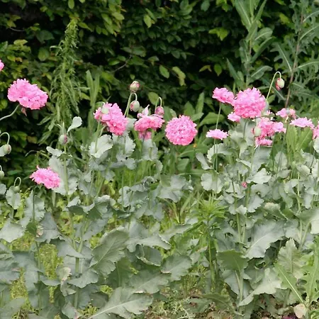 Manoir De La Manantie - Teritoria Bed and Breakfast Lezoux